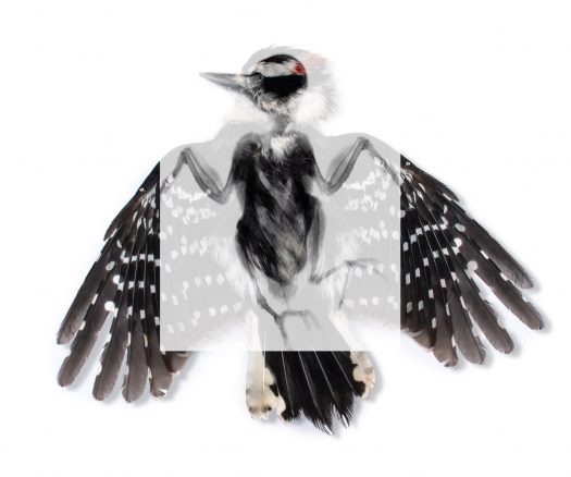 Downy Woodpecker (Picoides Pubescens)