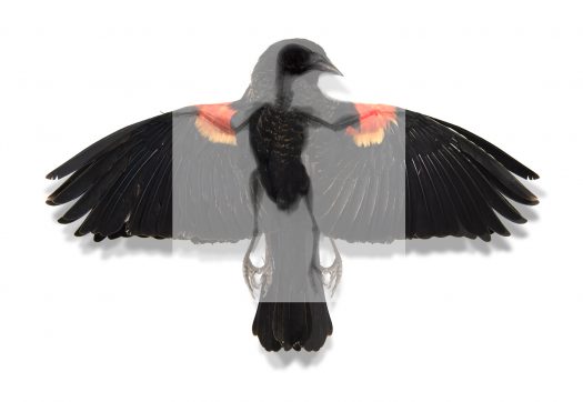 Red Winged Blackbird (Agelaius Phoeniceus)