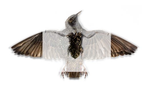 European Starling (Sturnus Vulgaris)